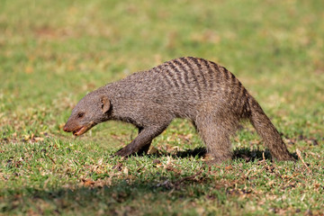 Banded mongoose (Mungos mungo)