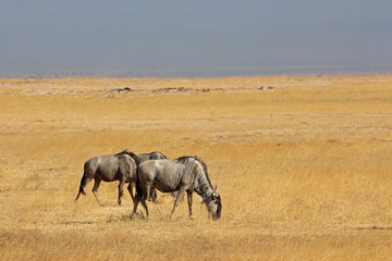 Fototapeta premium Blue wildebeest, Amboseli National Park