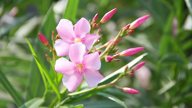 Indian flowers