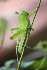 Grillo verde su pianta