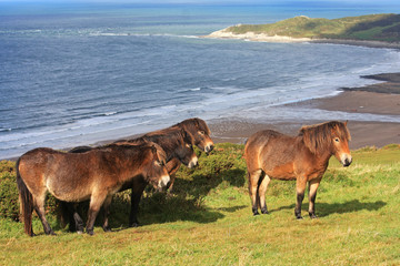 wild ponies