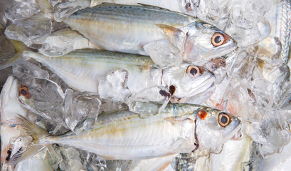 Short Bodied Mackerel On Ice