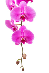 Fototapeta na wymiar Orchid radiant flower isolated