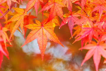 Red maple leave