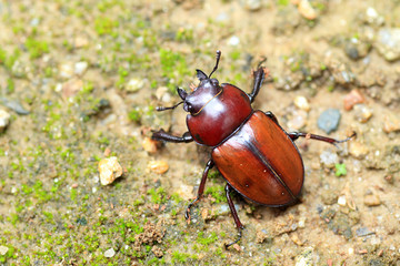 Japanese brown stag beetle in Japan