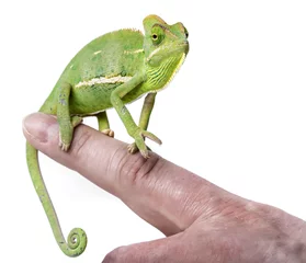 Fotobehang pet chameleon on a finger © Vera Kuttelvaserova