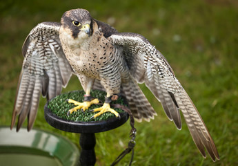 Peregrine Falcon (Falco peregrinus) with wings open