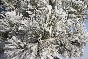 Beautiful winter landscape with the conifers covered with snow