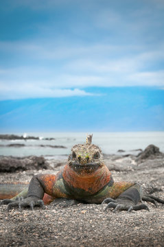Galapagos marine iguana face on with blue sky background