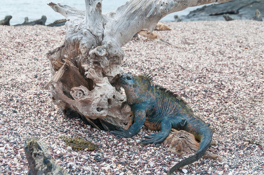 Galapagos marine iguana with drift wood tree on a beach