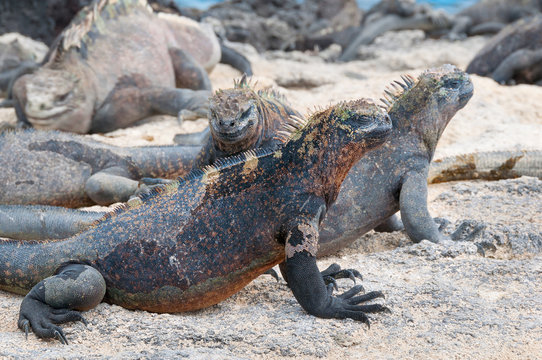 Group of Galapagos marine iguana on a beach