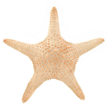 The caribbean starfish on a white background