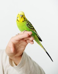 Portrait of a kid girl with her domestic parrot © Jasmin Merdan