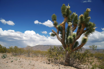 Joshua tree forest, Arizona,USA