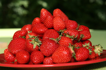 Erdbeeren