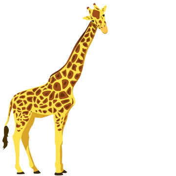 giraffe, vector illustration