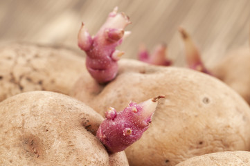 Potato bulbs with young sprouts