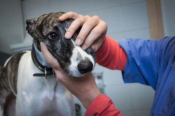 Cute dog examined by veterinarian