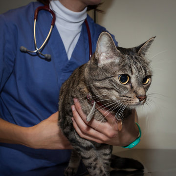Veterinarian examining a cute young cat