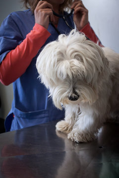 West highland white terrier dog with veterinarian