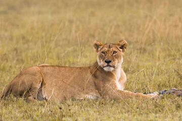 Lioness in the grass
