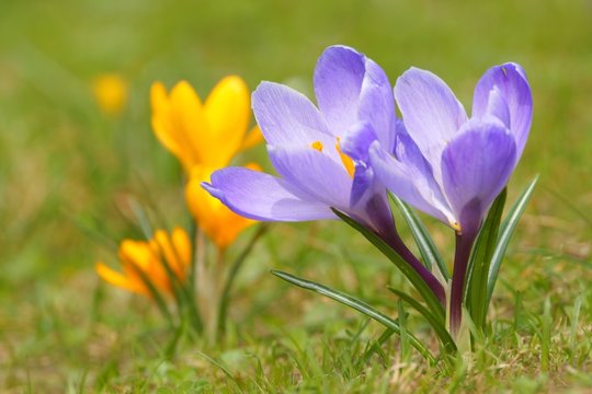 Crocus (Crocus L.) Saffron in the spring