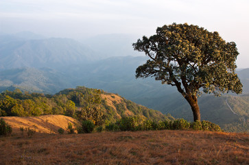 Tree on the mountainside