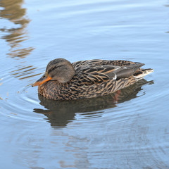 A wild duck