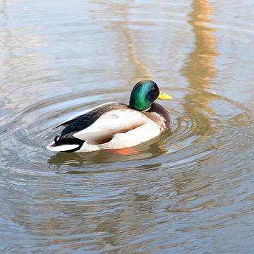 A wild duck swims