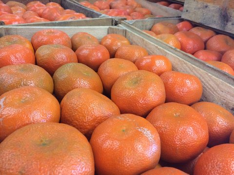 mandarin murcott mexicana
