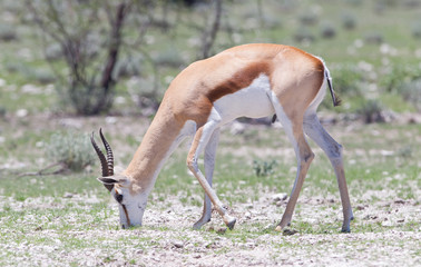 Springbok antelope (Antidorcas marsupialis)
