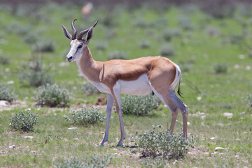 Obraz premium Springbok antelope (Antidorcas marsupialis)
