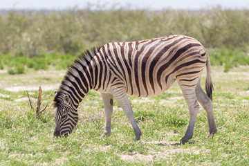 Fototapeta na wymiar Burchell zebry (Equus burchelli)