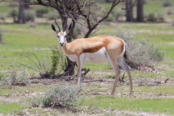 Springbok antelope (Antidorcas marsupialis)