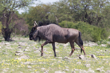Wildebeest walking the plains of Etosha National Park