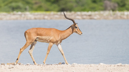 Male black-faced impala (Aepyceros melampus petersi)