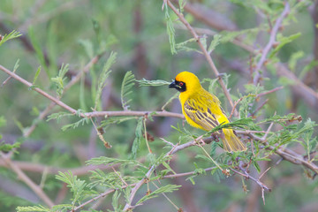Southern Yellow Masked Weaver