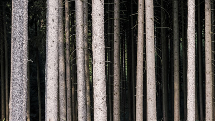 Fototapeta premium Fichtenforst bei Kühnhausen