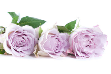Naklejka premium Pastel shade roses