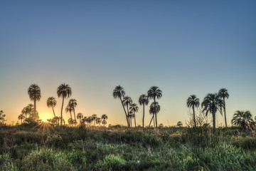 Fototapeta na wymiar Wschód słońca na Park Narodowy El Palmar, Argentyna