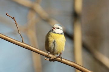 Blue tit - Parus caeruleus sings in autumn morning