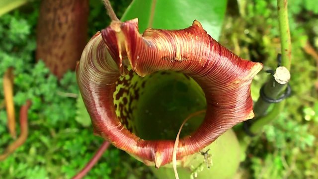 Pitcher of Nepenthes  (Insectivorous Plant).