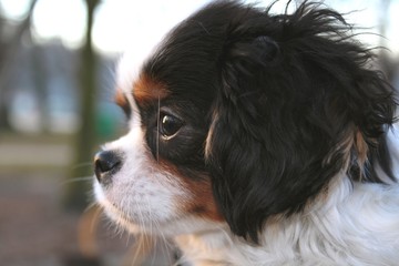 cute puppy - cavalier king charles spaniel puppy in the park