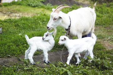 Naklejka na ściany i meble goats in pasture