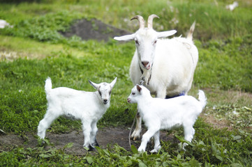 goats in pasture