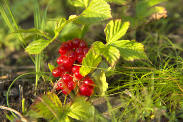 Stone bramble rocky. Rúbus saxátilis