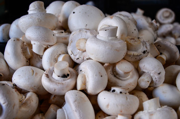Group of white mushooms