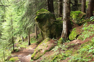 beautiful forest with moss and stones
