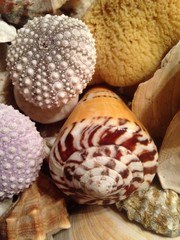 conchiglia in composizione colorata