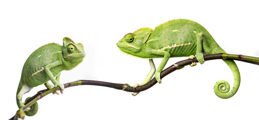 chameleons © Vera Kuttelvaserova